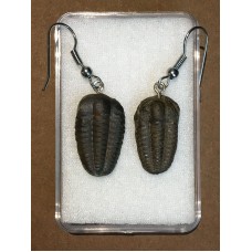 Naušnice z trilobita